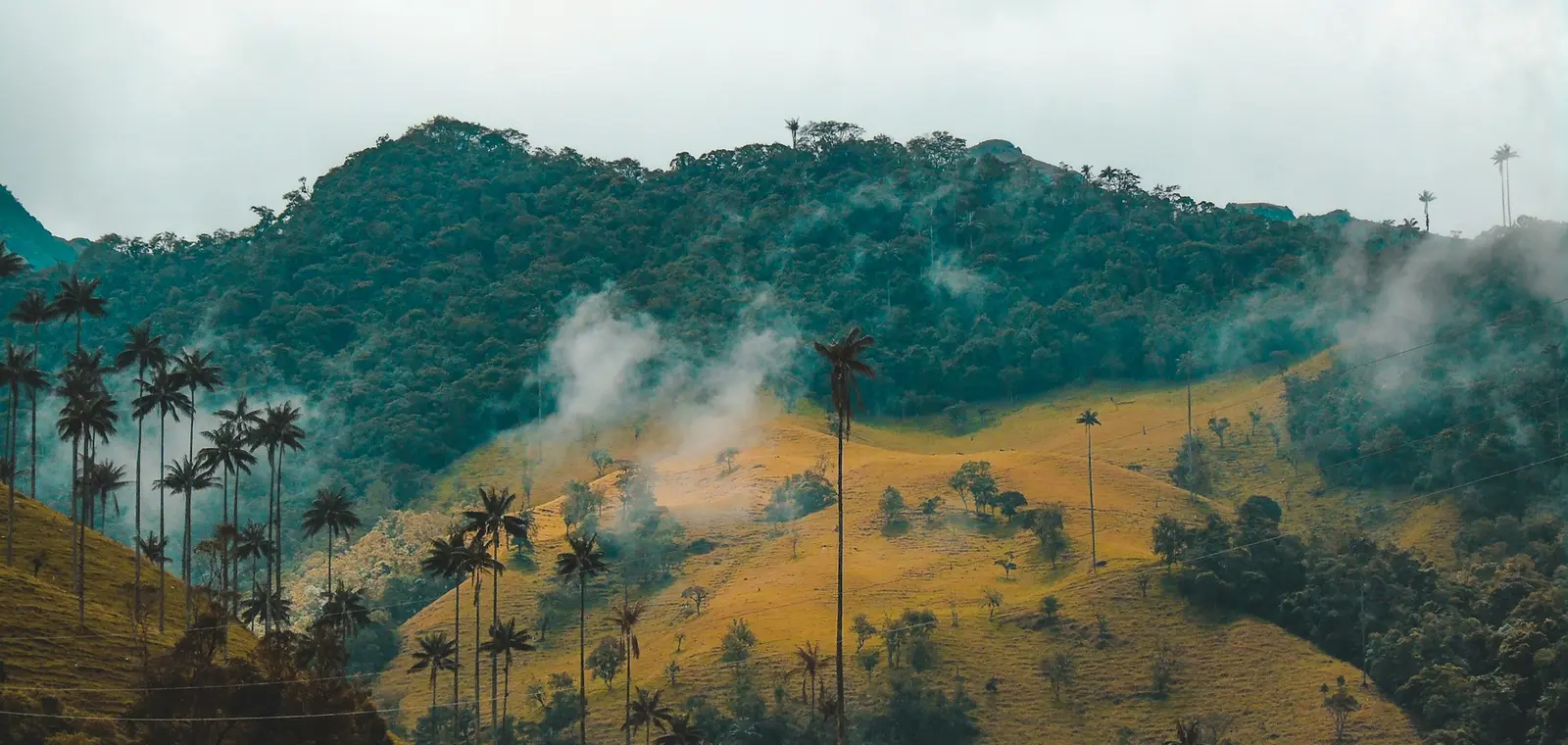 Wax palms rising through morning mist in Colombia's Cocora Valley